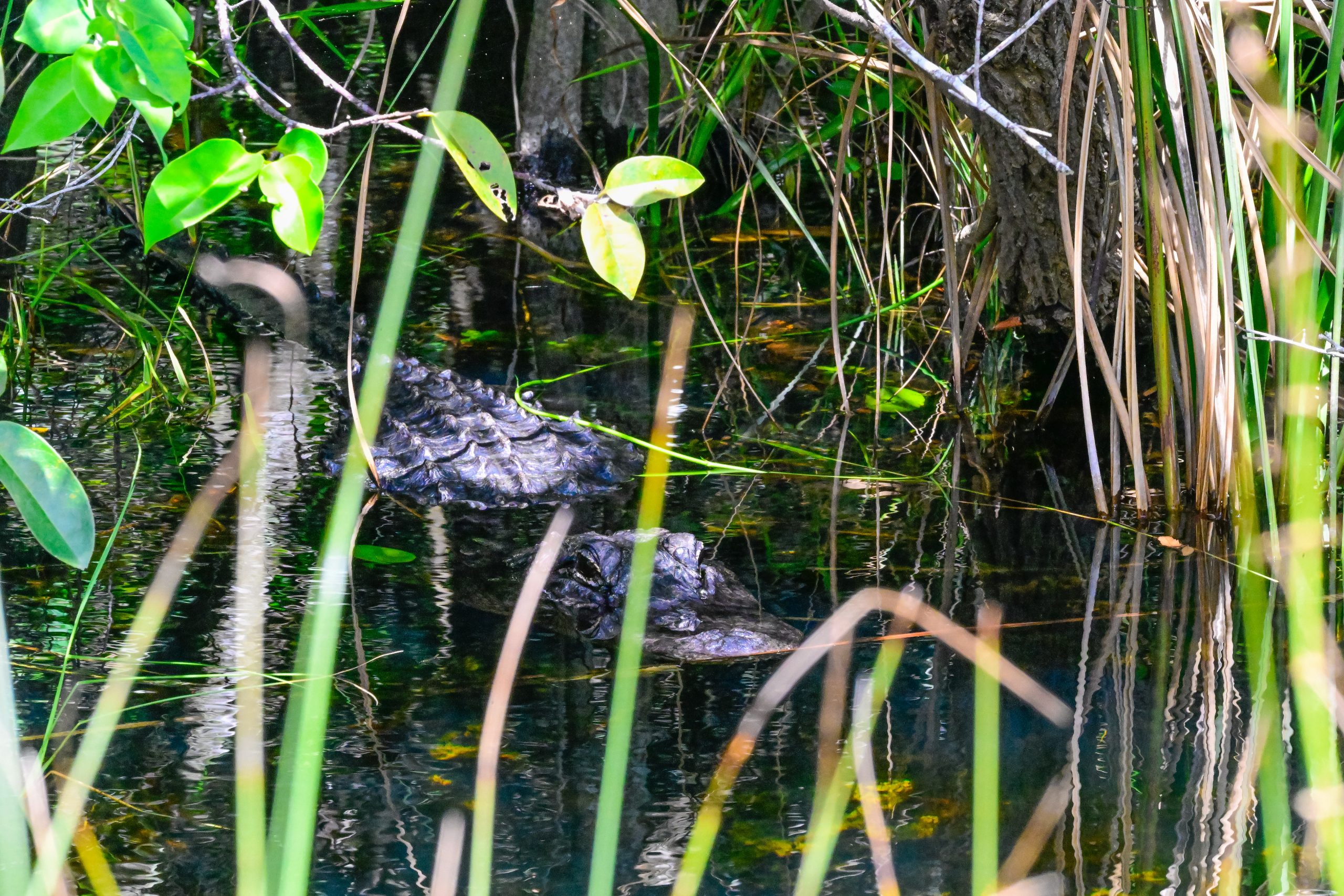 gator gator